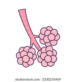 Alveoli vector illustration. Part of the human respiratory system. Flat design