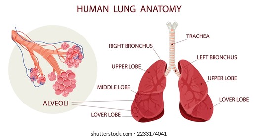 Alveoli with vessels in lungs. Scientific scheme. Medical vector illustration, cartoon style