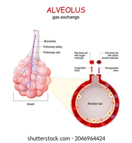 alveolus. gas exchange. Close-up of alveolar sac with blood vessel and red blood cells. vector