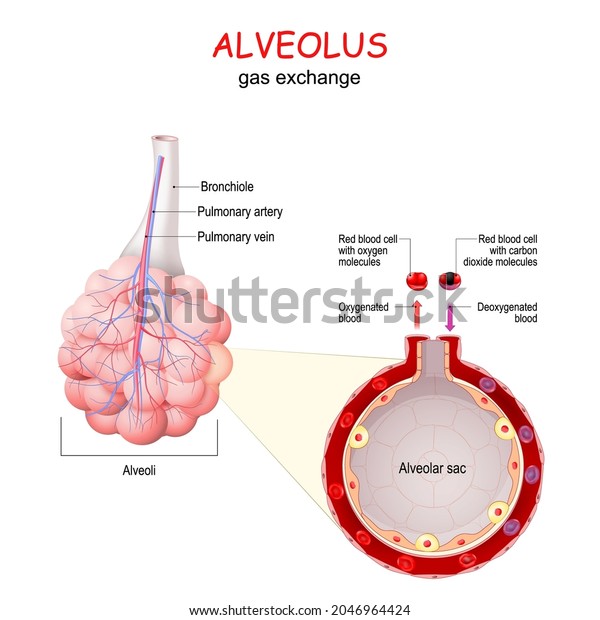 Alveolus Gas Exchange Closeup Alveolar Sac Stock Vector (Royalty Free ...