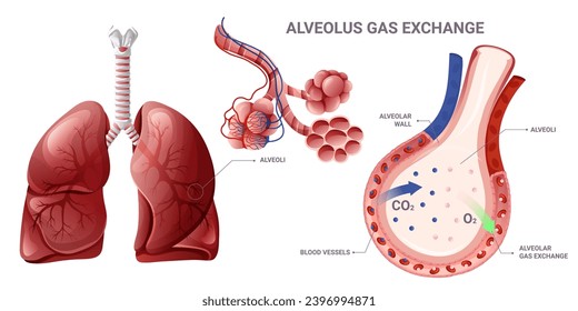 Alveolus gas exchange in lungs infographic. Alveoli and lungs structure. Medical vector illustration, cartoon style
