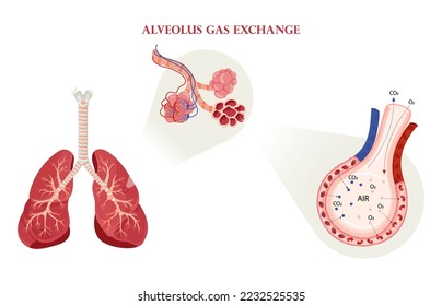 Alveolus gas exchange in lungs scheme. Alveoli and lungs structure. Medical vector illustration, cartoon style