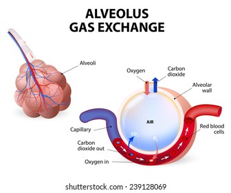 Alveolus. Gas Exchange. Pulmonary Alveolus. Alveoli And Capillaries In The Lungs.