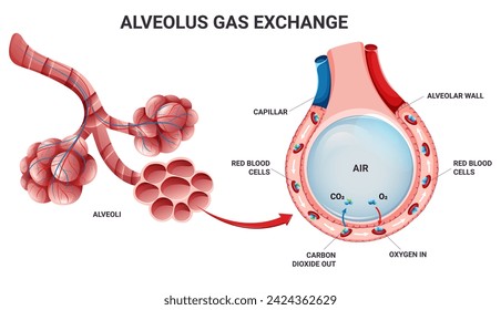 Alveolus oxygen and carbon dioxide exchange in lungs. Detailed illustration isolated on white background. Cartoon style
