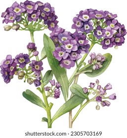 Alyssum flor clipart púrpura, ilustración vectorial aislada.