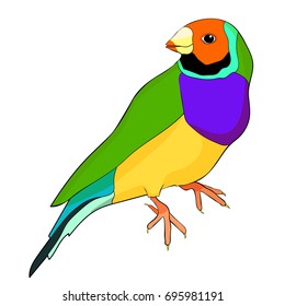 Amadin guldova a Bird australia. Vector illustration