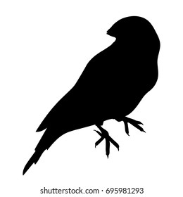 Amadin guldova a silhouette Bird australia. Vector illustration