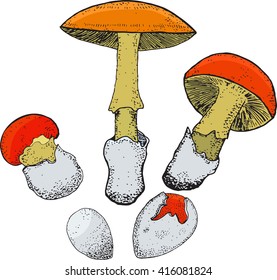 amanita caesarea