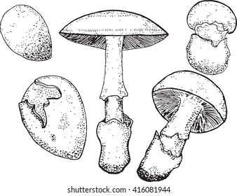 amanita caesarea