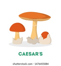 Amanita caesarea mushroom. Organic healthy ingredient, raw fungus. Vegetarian food. Isolated vector illustration in flat style