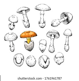 amanita caesarea old vintage retro sketch set