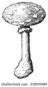 Amanita Caesarea or Oronge or Caesar's Mushroom, vintage engraved illustration. Dictionary of words and things - Larive and Fleury - 1895.