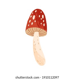 Amanita or fly agaric isolated on white background. Cute mushroom with red cape and spots. Hand drawn colored flat textured vector illustration