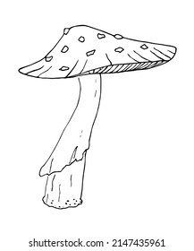 Amanita, fly agaric, vector image, black and white sketch. EPS10