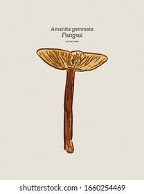 Amanita gemmata, commonly known as the gemmed Amanita or the jonquil Amanita, is an agaric mushroom of the family Amanitaceae and genus Amanita. Hand draw sketch vector.