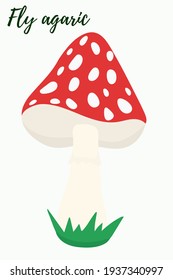 Amanita, illustration. Vector, red poisonous mushroom. Fly agaric.