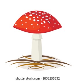 Amanita is an inedible poisonous mushroom. Toadstool red hat with white spots on a white background. Vector illustration.
