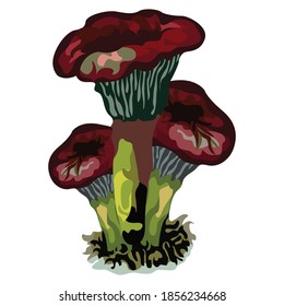 Amanita muscaria, commonly known as the fly agaric or fly amanita, is a basidiomycete of the genus Amanita. It is also a muscimol mushroom.