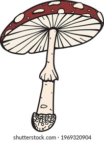 Amanita muscaria, fly agaric or fly amanita. Colourful illustration of mushroom. Isolated vector illustration. Dangerous cute mushroom. Isolated forest mushroom. Big amanita muscaria.