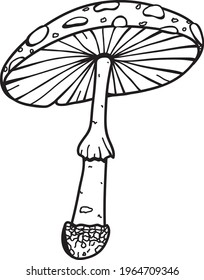 Amanita muscaria, fly agaric or fly amanita. Isolated black line illustration of mushroom. Vector illustration. Black and white. Dangerous cute mushroom. Forest mushroom. Big amanita muscaria.