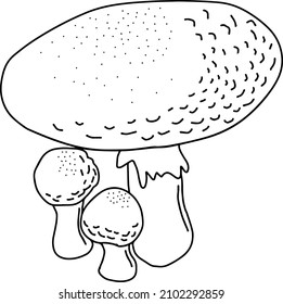 Amanita muscaria, fly agaric or fly amanita. Isolated black line illustration of mushroom. Vector illustration. Black and white. Dangerous cute mushroom. Forest mushrooms. Big amanita muscaria.