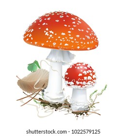 Amanita muscaria. Fly agaric mushroom. White spotted beautiful red mushrooms in natural context. Realistic vector illustration on white background.