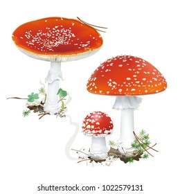 Amanita muscaria. Fly agaric mushroom. White spotted beautiful red mushrooms in natural context. Realistic vector illustration on white background.