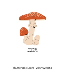 Amanita muscaria icon. Fly agaric with name. Venomous mushroom with red spotted cap. Poison bolete, inedible boletus. Raw forest fungus. Woodland nature. Flat isolated vector illustration on white