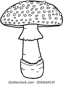 Amanita muscaria. Isolated illustration. Vector mushroom. Colouring. Black line illustration. 