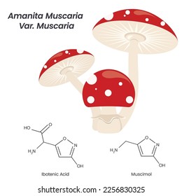 Amanita Muscaria Magic Toadstool Mushroom vector illustration graphic