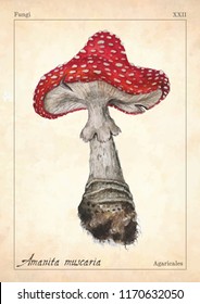 Amanita muscaria mushroom vector. Watercolor amanita muscaria mushroom vector illustration. Fly agaric, amanita muscaria mushroom for book, card, print. Watercolor amanita mushroom, fungus, boletus