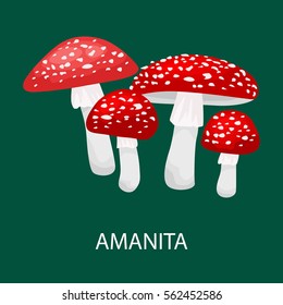 Amanita muscaria, a poisonous mushroom in  forest. Wild Foraged , Vector isolated edible natural mushrooms in nature set