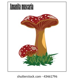 Amanita muscaria,fly agaric magic mushroom