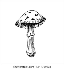 Amanita mushroom. Botanical vector illustration. Hand drawn autumn plant in Doodle style. Isolated object on a white background.