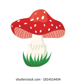 Amanita mushroom drawing on a white background, vector illustration