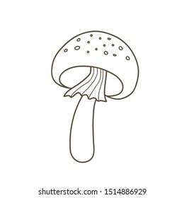 Amanita mushroom drawing. Vector linear illustration doodle style