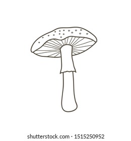 Amanita mushroom drawing. Vector linear illustration by hand in doodle style