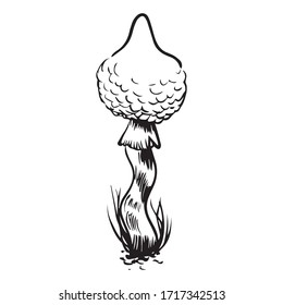 Amanita mushroom graphic design vector illustration, art tattoo sketch, logo, icon, vagan food, summer day, hand draw, use in print, decoration on clothes