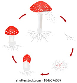 Amanita mushroom growth cycle isolated on white background.