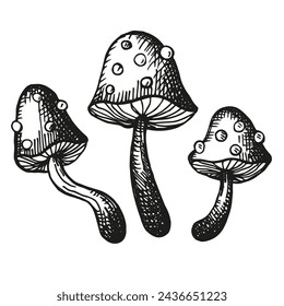 Amanita mushroom ink sketch with engraving hand drawn vector illustration. Drawing of toadstool, fly agaric, magic mushroom symbol, isolated on white background for logo, print, paper, design, card