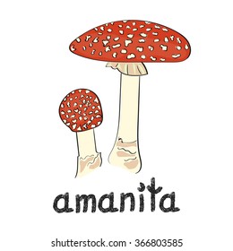 Amanita mushroom isolated on white background. Hand drawn vector illustration. 