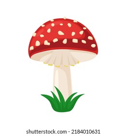 Amanita mushroom. Poisonous red with white dots. Fly agaric vector illustration isolated on white background.