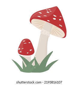 Amanita mushroom. Poisonous toadstool fly agaric. Vector mushroom in a forest 