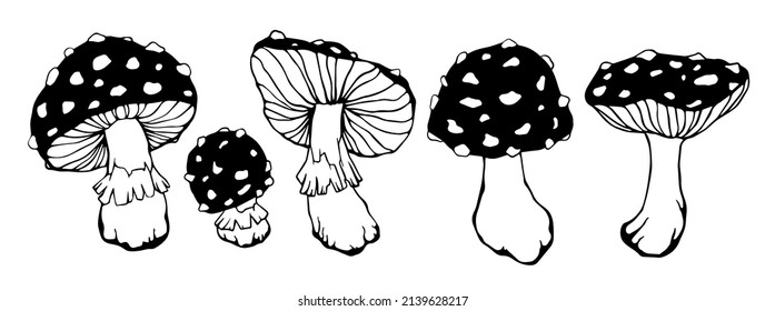 Amanita mushroom set.Vector graphics.Forest plants.