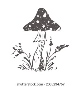Amanita mushroom. Sketch. Vector illustration.