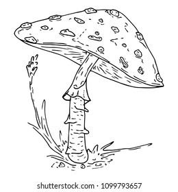 Amanita mushroom. Vector illustration of a mushroom. Inedible mushroom in the forest. Amanita.