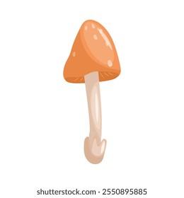 Amanita mushroom Vector illustration on a white background