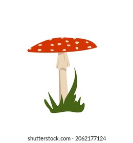 Amanita mushrooms with red caps and white spots.