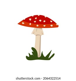 Amanita mushrooms with red caps and white spots.