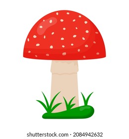 Amanita mushrooms. Red mushrooms with white spots. Fly agaric